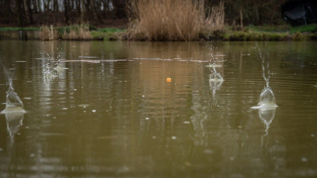 Pellet Waggler 6 Pellet Waggler - Afbeelding 6