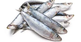 Dood Aas Sardine 1 Dood Aas Sardine