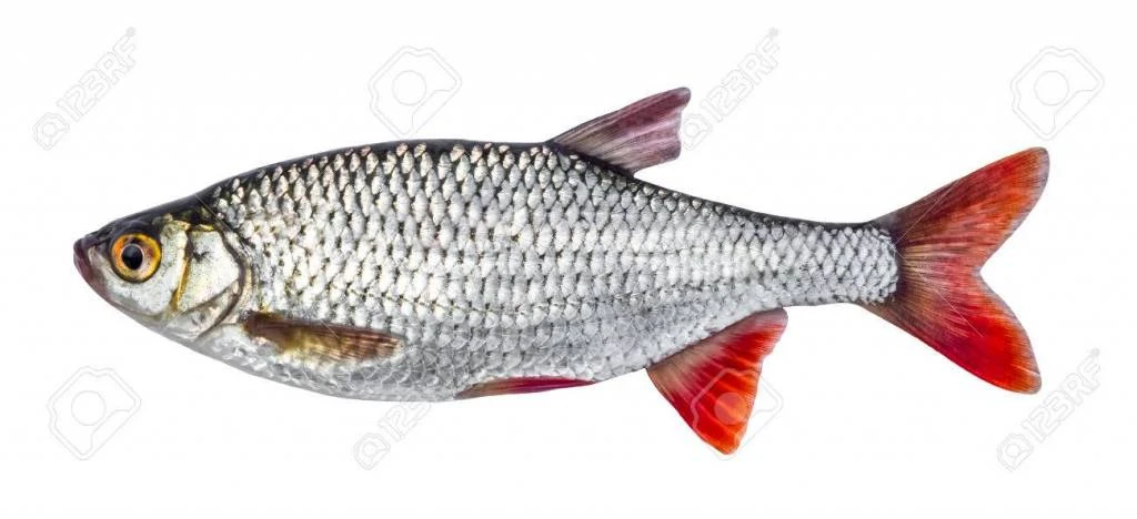 Dood Aas Voorn 1 Dood Aas Voorn